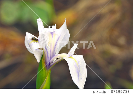 京都深泥池の白いカキツバタの花びらにとまるハナアブ 京都深泥池の白いカキツバタの花びらにとまるハナアブ 87199753