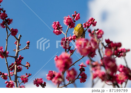 梅の花とメジロ　千葉県　日本 87199799