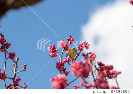 梅の花とメジロ　千葉県　日本 87199800