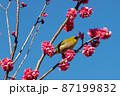 梅の花とメジロ　千葉県　日本 87199832