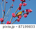 梅の花とメジロ　千葉県　日本 87199833