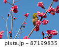 梅の花とメジロ　千葉県　日本 87199835
