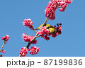 梅の花とメジロ　千葉県　日本 87199836