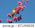 梅の花とメジロ　千葉県　日本 87199838