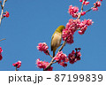 梅の花とメジロ　千葉県　日本 87199839