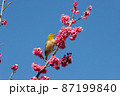 梅の花とメジロ　千葉県　日本 87199840