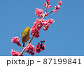 梅の花とメジロ　千葉県　日本 87199841