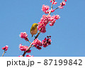 梅の花とメジロ　千葉県　日本 87199842