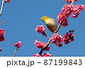 梅の花とメジロ　千葉県　日本 87199843