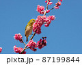 梅の花とメジロ　千葉県　日本 87199844