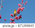 梅の花とメジロ　千葉県　日本 87199845