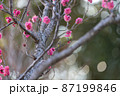 梅の花とメジロ　千葉県　日本 87199846
