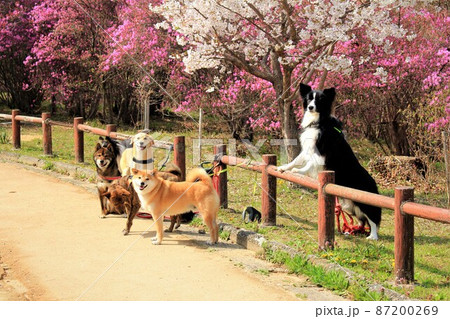 広田山公園のコバノミツバツツジと犬 広田山公園のコバノミツバツツジと犬 87200269
