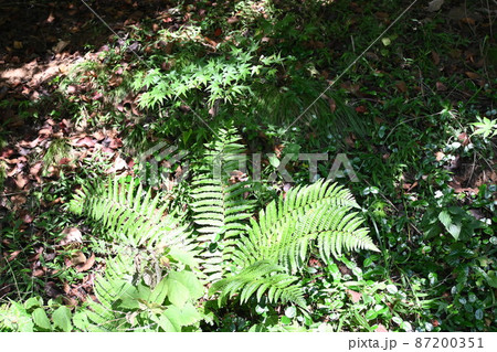 秋の花 ハブ ブルーセージ 87200351