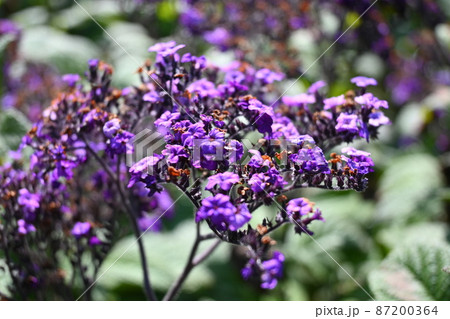 秋の花 ハブ ブルーセージ 87200364