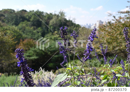秋の花 ハブ ブルーセージ 87200370