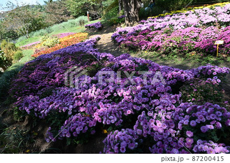 秋の花 ハブ ブルーセージ 87200415