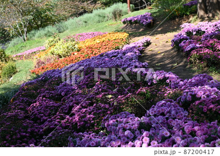 秋の花 ハブ ブルーセージ 87200417