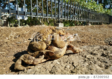 ヒキガエル 87200502