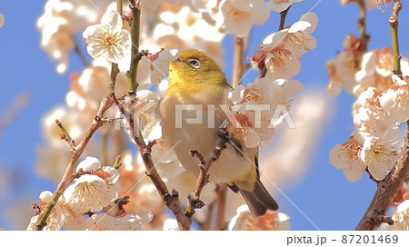 梅の木にとまるメジロ 梅の木にとまるメジロ 87201469