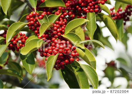 真っ赤に熟したクロガネモチの実 87202004