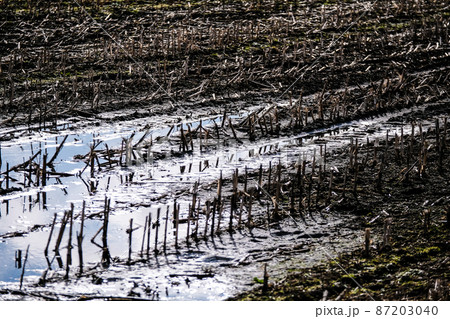 Flooded crop field. Agriculture ground after rain under water. Flooded agriculture fields in a spring. Selective focus Flooded crop field. Agriculture ground after rain under water. Flooded agriculture fields in a spring. Selective focus 87203040