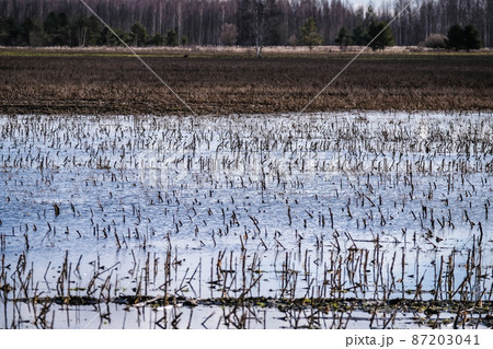 Flooded crop field. Agriculture ground after rain under water. Flooded agriculture fields in a spring. Selective focus Flooded crop field. Agriculture ground after rain under water. Flooded agriculture fields in a spring. Selective focus 87203041