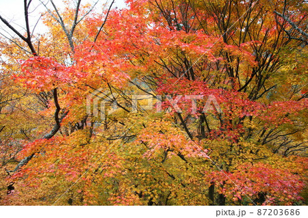 奈良県談山神社の紅葉 奈良県談山神社の紅葉 87203686