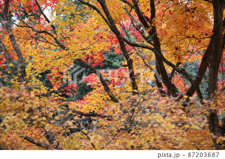 奈良県談山神社の紅葉 奈良県談山神社の紅葉 87203687