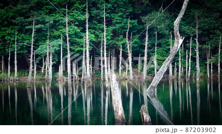 池の水面に反射し無数に延びる枯れ枝 池の水面に反射し無数に延びる枯れ枝 87203902
