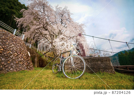 枝垂れ桜と吊り橋とロードバイク 87204126