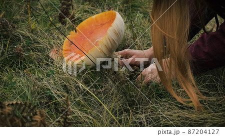 Close-up, girl hand picking large amanita with knife in daytime. Orange fly agaric in green grass. Autumn poisonous red mushroom picking season. Toxic, deadly toadstool in fall forest 87204127