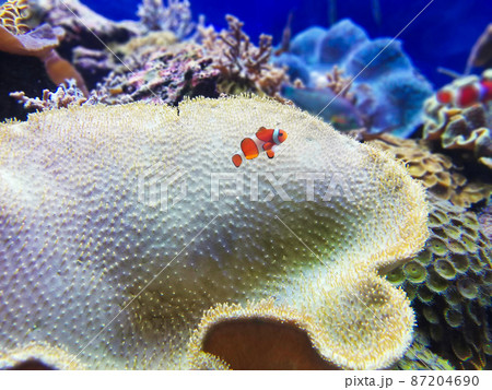 カクレクマノミのお散歩 カクレクマノミのお散歩 87204690