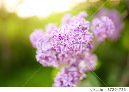 Scented purple and white blooming lilac in domestic garden in spring day. Flowering time causes seasonal allergies in children. Pink and purple lilac. Scented purple and white blooming lilac in domestic garden in spring day. Flowering time causes seasonal allergies in children. Pink and purple lilac. 87204726
