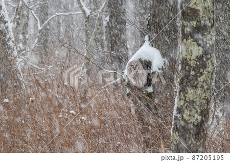 エゾフクロウはお休み中 87205195