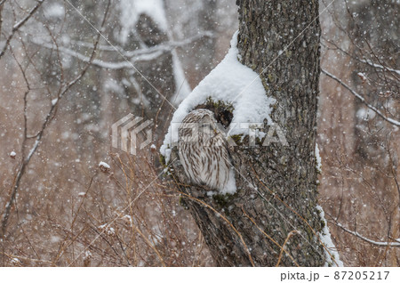 エゾフクロウはお休み中 87205217