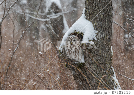 エゾフクロウはお休み中 87205219