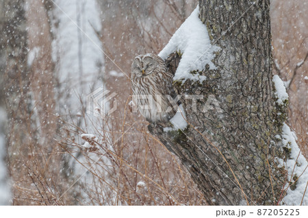 エゾフクロウはお休み中 87205225
