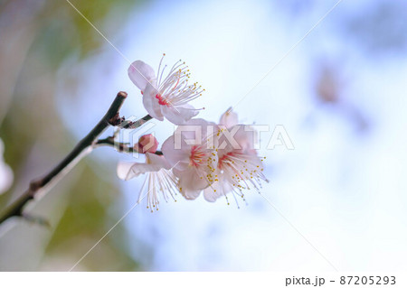 早春の神戸岡本梅林公園。梅の花が朝日に照らされて輝く 87205293