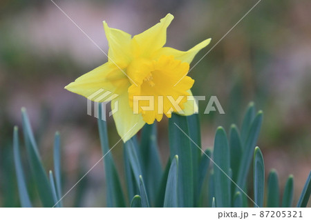 黄色の水仙 ラッパスイセン 水仙の花 黄色の水仙 ラッパスイセン 水仙の花 87205321