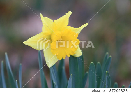 黄色の水仙 ラッパスイセン 水仙の花の写真素材