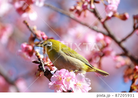 河津桜にとまるメジロ 87205931