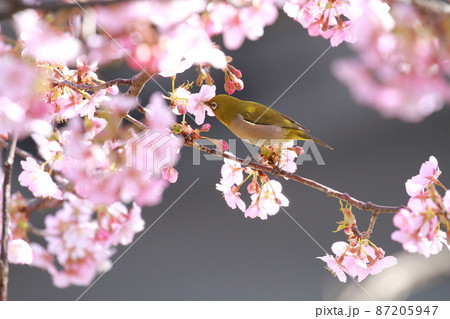 河津桜にとまるメジロ 87205947