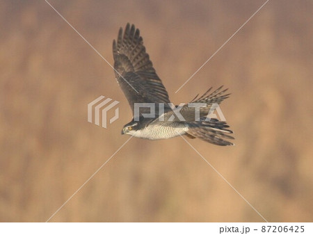 オオタカの飛翔 オオタカの飛翔 87206425