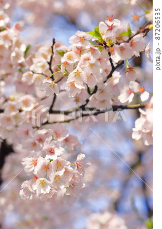 三次市尾関山公園展望台からみた早朝の桜(Sakura)(桜No.013) 87206535
