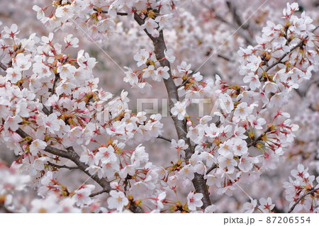三次市尾関山公園展望台から見た桜(Sakura)(桜No.032) 87206554