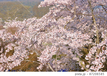 三次市尾関山公園展望台から見た早朝の桜(Sakura)(桜No.063) 87206585
