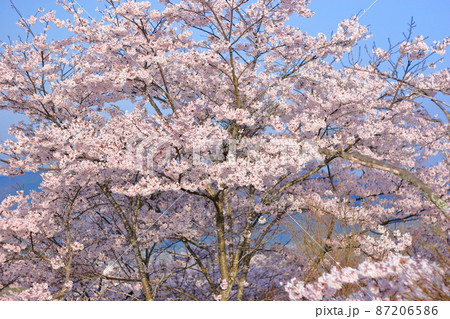 三次市尾関山公園展望台から見た早朝の桜(Sakura)(桜No.064) 87206586