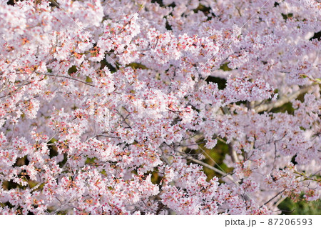 三次市尾関山公園展望台から見下ろした早朝の桜(Sakura)(桜No.071) 87206593