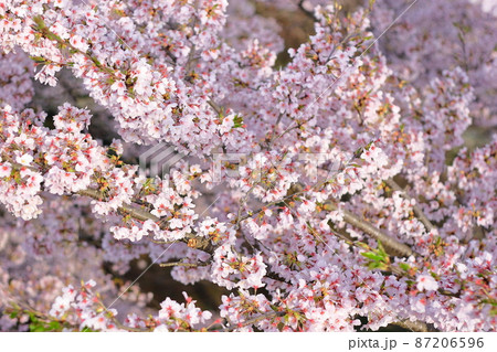 三次市尾関山公園展望台から見下ろした早朝の桜(Sakura)(桜No.074) 87206596